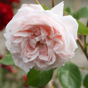 Buy Product Catalog Online | Chamblee's Rose Nursery