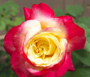 Buy Hybrid Tea Online | Chamblee's Rose Nursery
