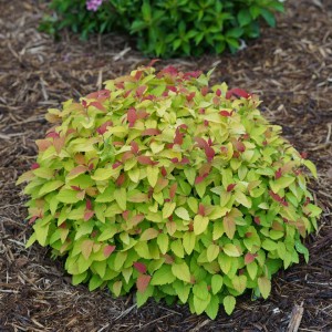 Double Play® Candy Corn ® SPIREA