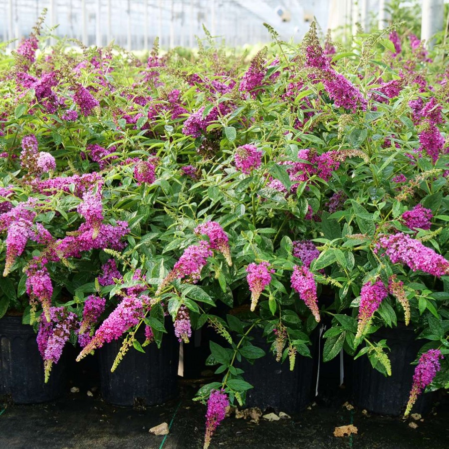 Lo & Behold Ruby Chip ® Buddleia