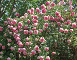 medaljevinder Tyggegummi billig Buy Product Catalog Online | Chamblee's Rose Nursery