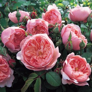 The Alnwick Rose ®