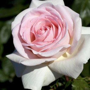 Buy Product Catalog Online | Chamblee's Rose Nursery