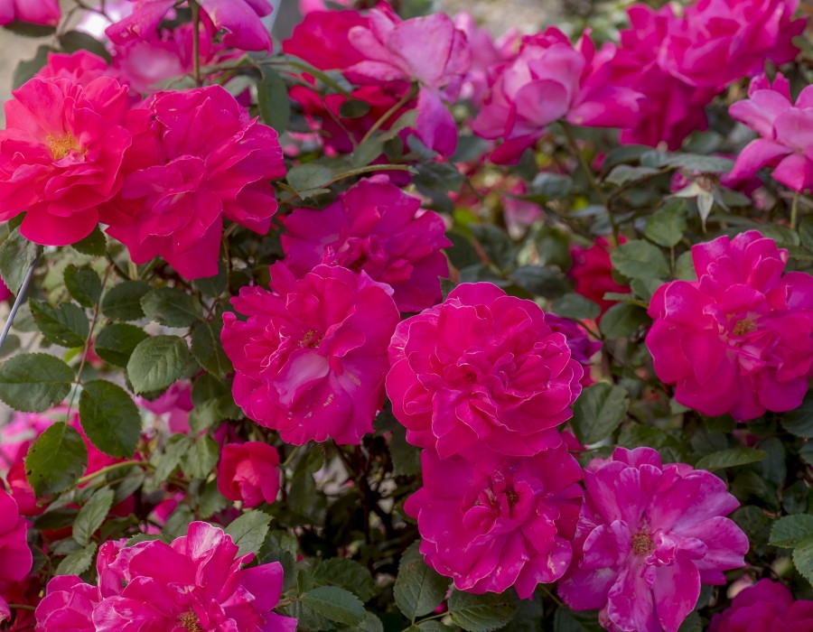 Buy Highwire Flyer Online | Chamblee's Rose Nursery